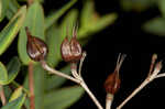 Myrtleleaf St. Johnswort